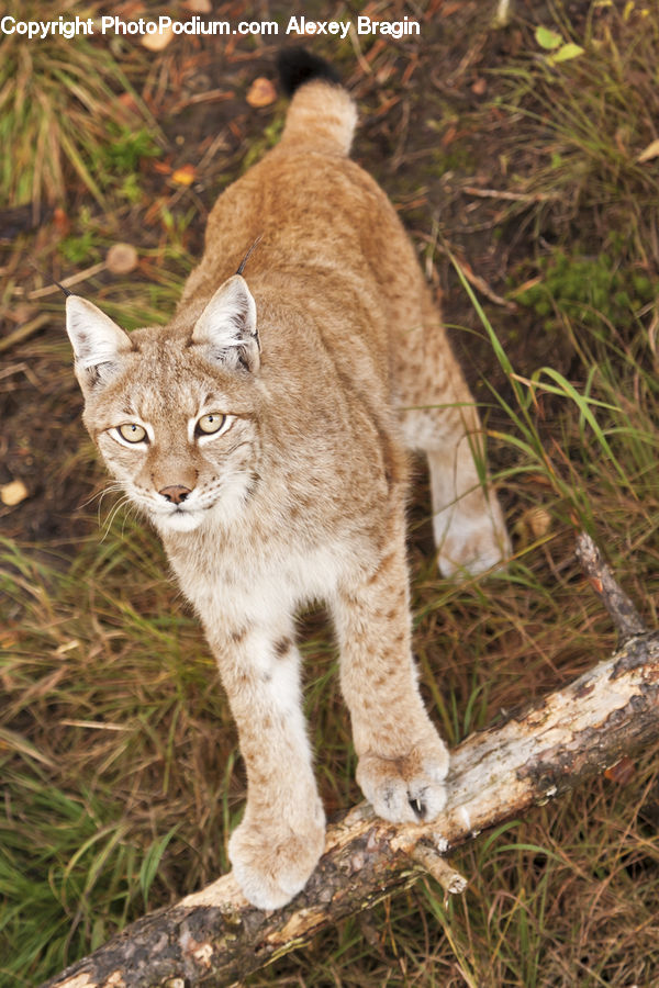 Animal, Leopard, Lynx, Wildlife, Cougar, Lion, Puma