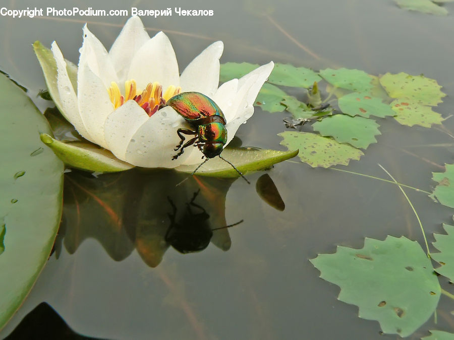 Flower, Lily, Plant, Pond Lily, Bee, Insect, Invertebrate