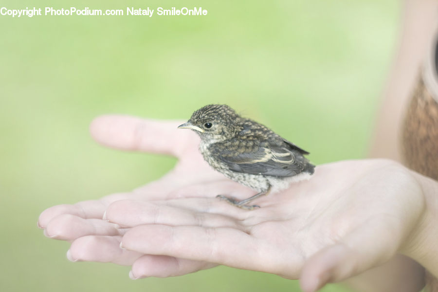 Bird, Blackbird, Finch, Finger, Wren, Hand, Dove