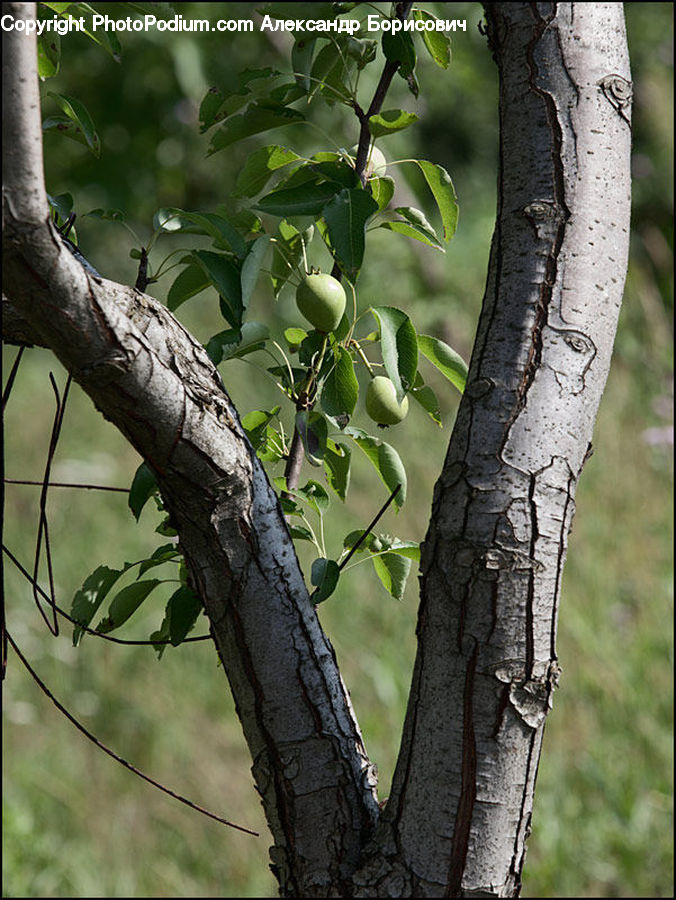 Birch, Tree, Wood, Tree Trunk, Forest, Jungle, Oak