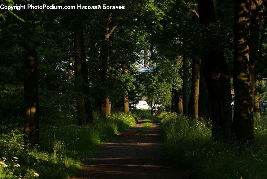 Dirt Road, Gravel, Road, Boardwalk, Path, Pavement, Sidewalk