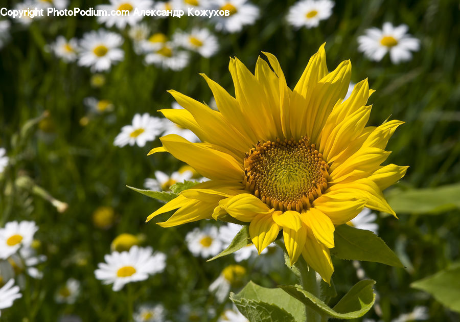 Blossom, Flora, Flower, Plant, Sunflower, Daisies, Daisy