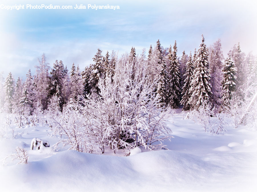 Ice, Outdoors, Snow, Conifer, Fir, Plant, Tree