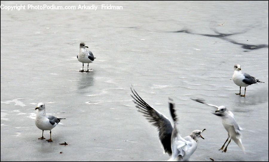 Bird, Seagull, Goose, Waterfowl