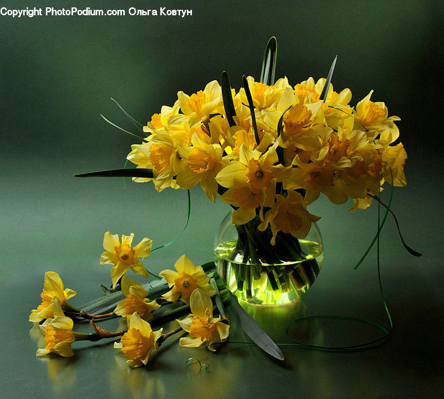 Blossom, Daffodil, Flora, Flower, Plant, Gladiolus, Floral Design