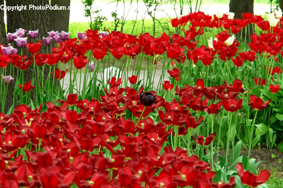 Blossom, Flora, Flower, Plant, Tulip, Conifer, Tree
