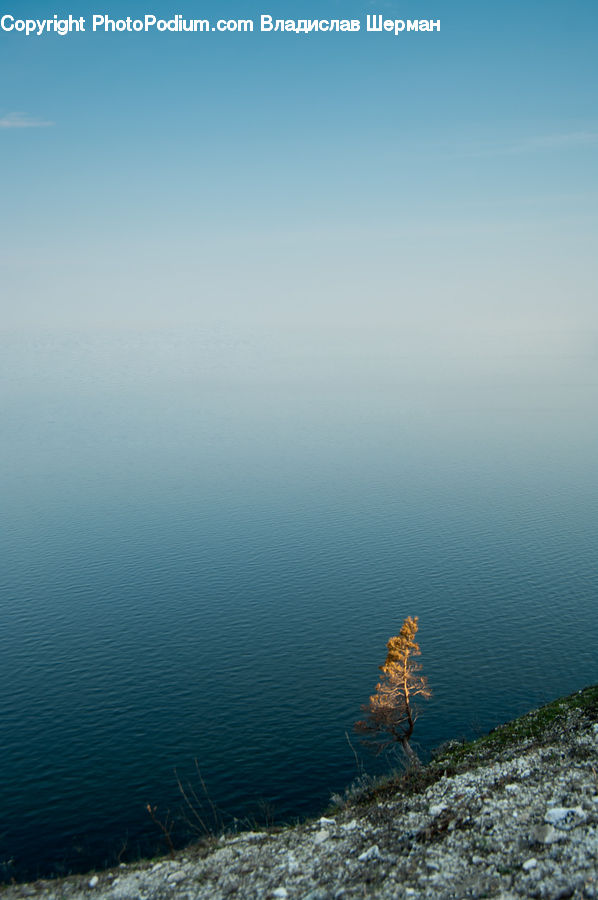 Conifer, Larch, Tree, Wood, Outdoors, Sea, Water