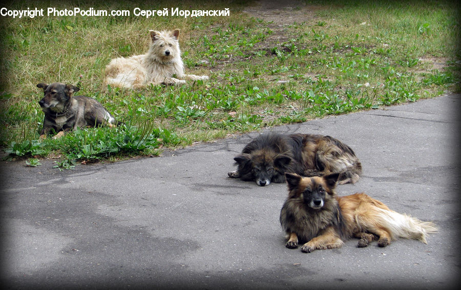 Animal, Canine, Dog, Mammal, Pet, Terrier, German Shepherd