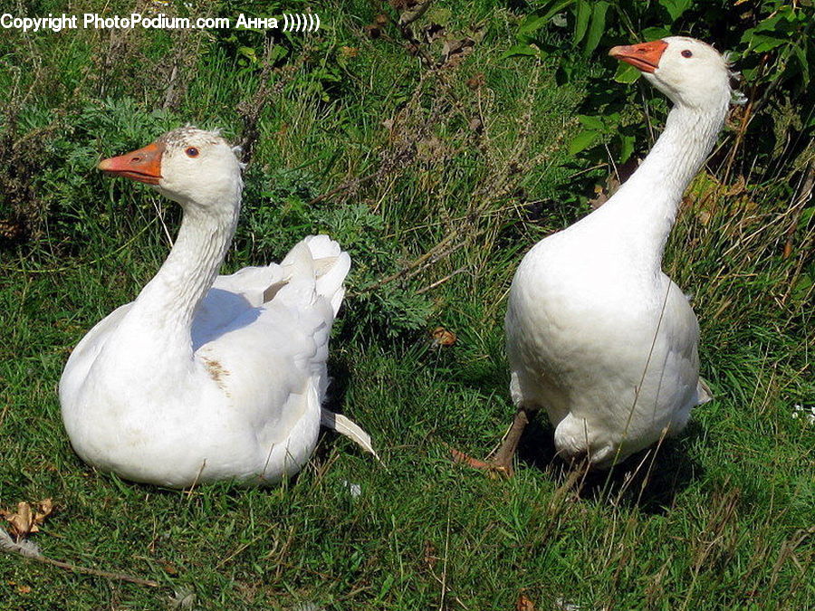 Bird, Goose, Waterfowl, Duck, Teal, Booby, Beak