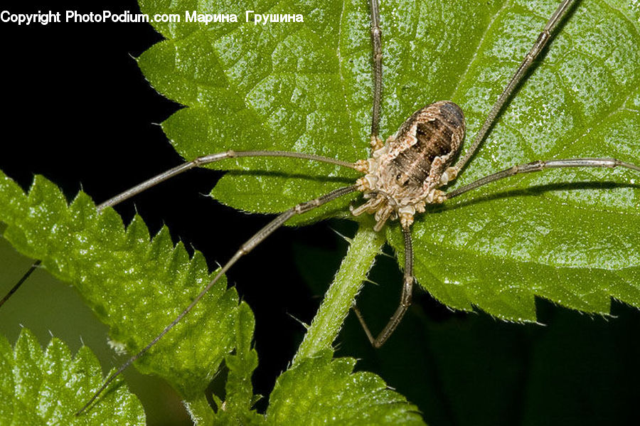 Arachnid, Garden Spider, Insect, Invertebrate, Spider, Aphid, Cricket Insect