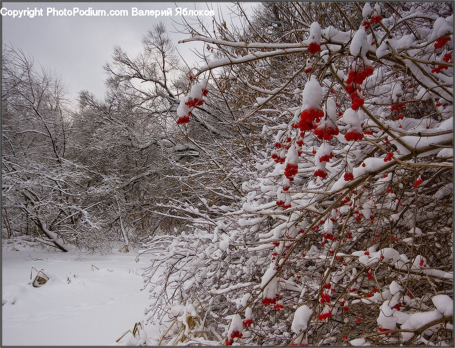Ice, Outdoors, Snow, Blossom, Flora, Flower, Plant