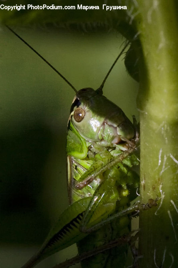 Cricket Insect, Grasshopper, Insect, Invertebrate, Water, Amphibian, Wildlife