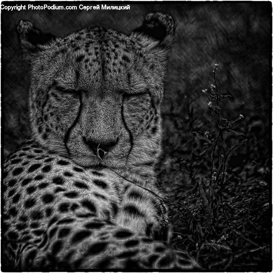 Animal, Leopard, Wildlife