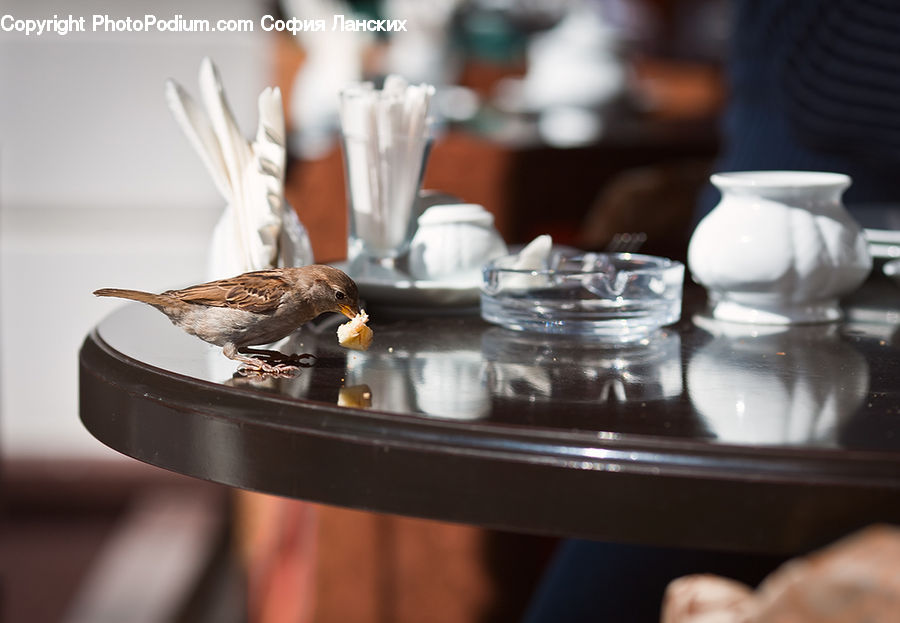 Bird, Sparrow, Cup, Wren, Bottle, Jug, Water Bottle