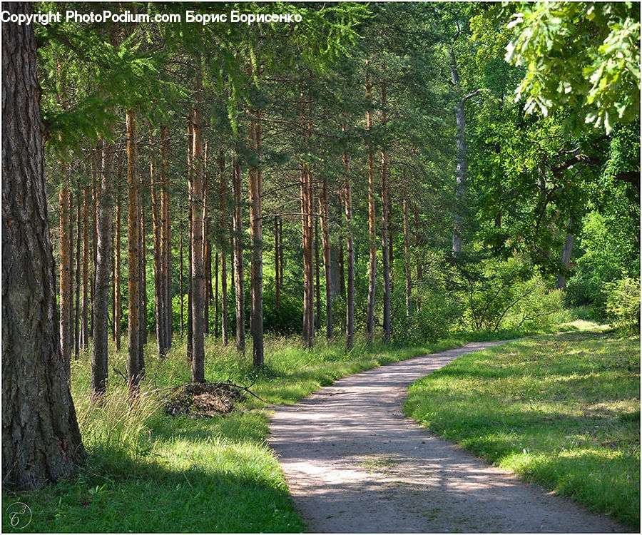 Dirt Road, Gravel, Road, Forest, Vegetation, Grove, Land