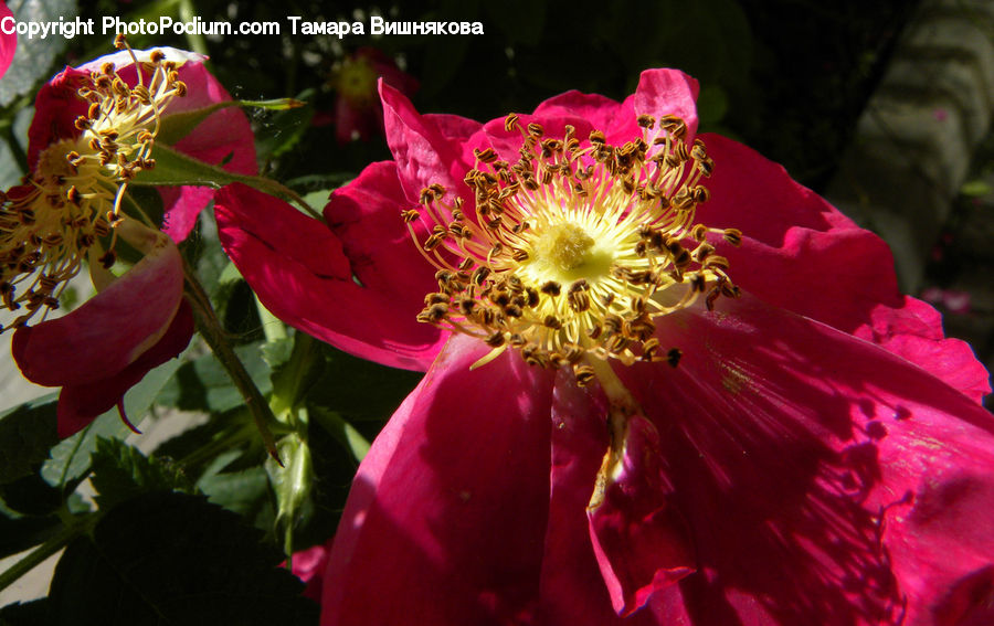 Plant, Potted Plant, Blossom, Flora, Flower, Peony, Aquilegia
