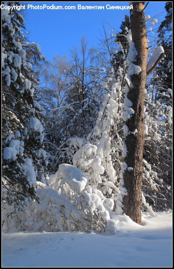 Ice, Outdoors, Snow, Birch, Tree, Wood, Conifer