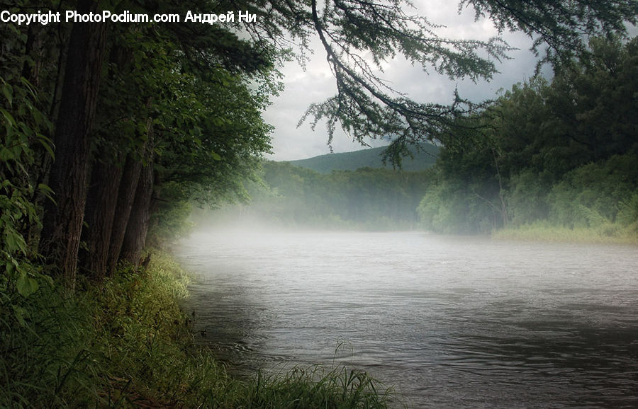 Forest, Jungle, Rainforest, Vegetation, Fog, Mist, Outdoors