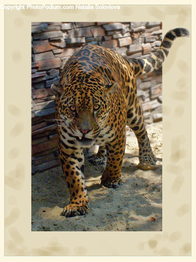 Animal, Jaguar, Leopard, Mammal, Ocelot, Bird, Partridge