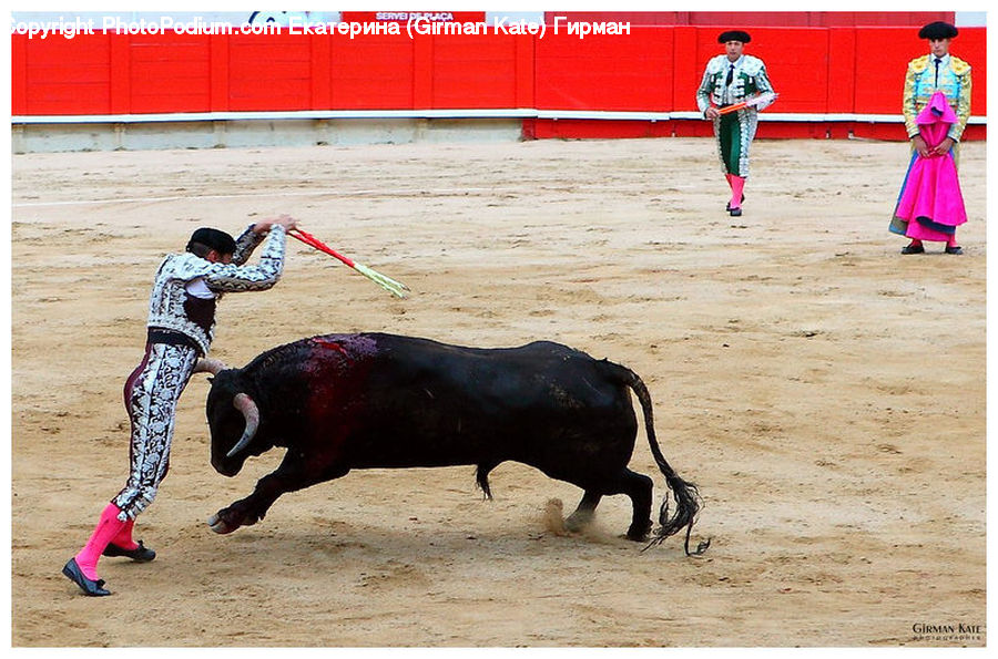 Bull, Bullfighter, Bullfighting, People, Person, Human, Clothing