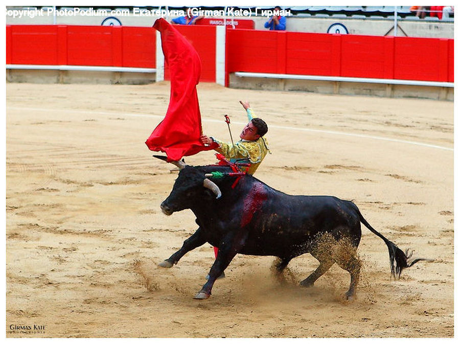 People, Person, Human, Bull, Bullfighter, Bullfighting, Hat
