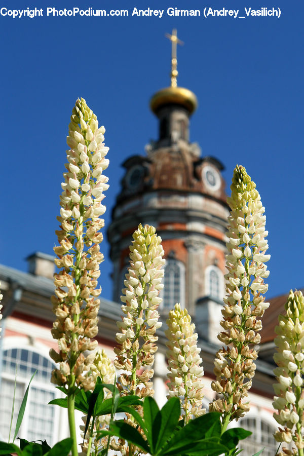 Plant, Blossom, Flora, Flower, Architecture, Bell Tower, Clock Tower