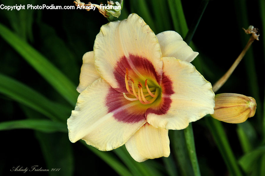 Flora, Flower, Gladiolus, Plant, Blossom, Daffodil, Petal