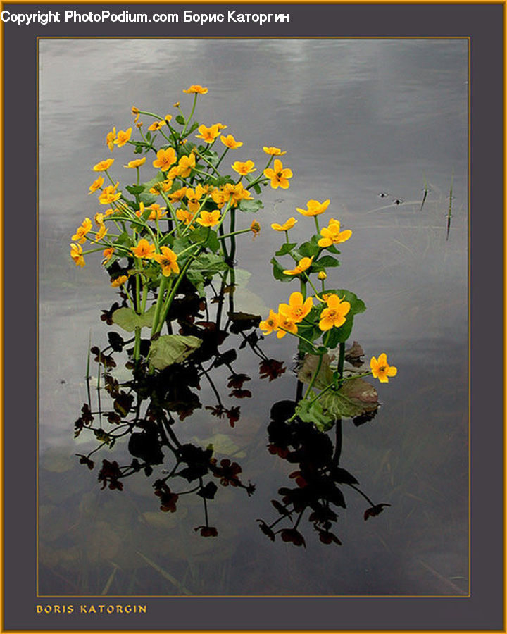 Plant, Potted Plant, Flower Arrangement, Ikebana, Vase, Flower, Lily
