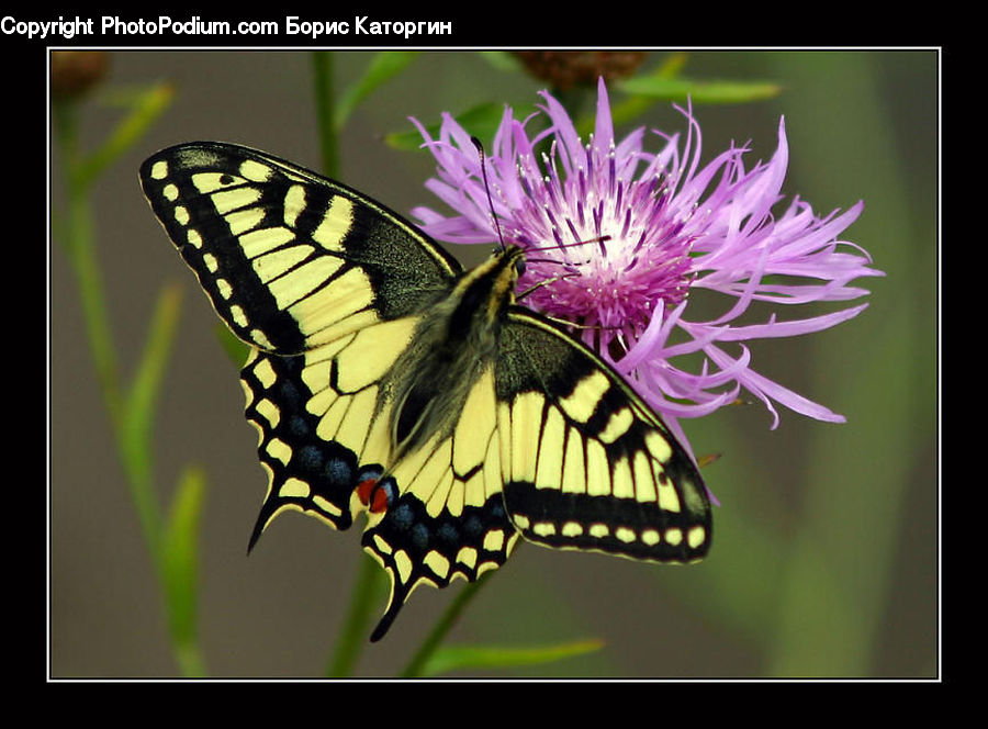 Butterfly, Insect, Invertebrate, Monarch, Flora, Flower, Plant