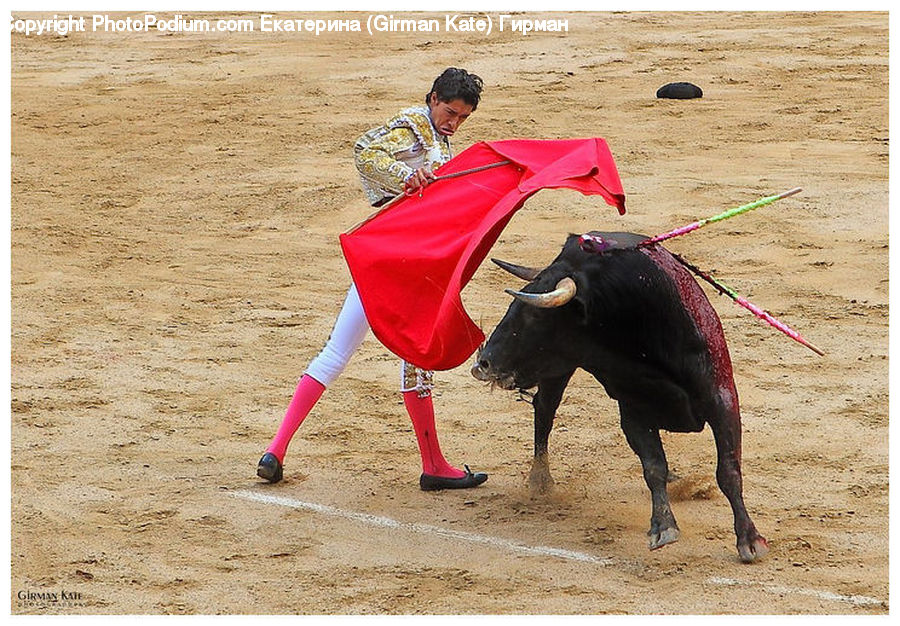 People, Person, Human, Bull, Bullfighter, Bullfighting, Angus