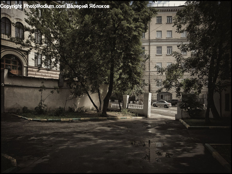 Campus, Asphalt, Tarmac, Architecture, Mansion, Plant, Tree