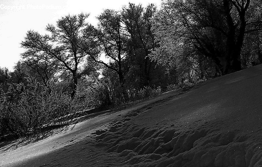 Path, Trail, Plant, Tree, Forest, Vegetation, Outdoors
