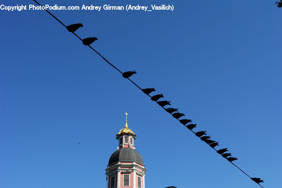 Architecture, Dome, Bell Tower, Clock Tower, Tower, Bird, Blackbird