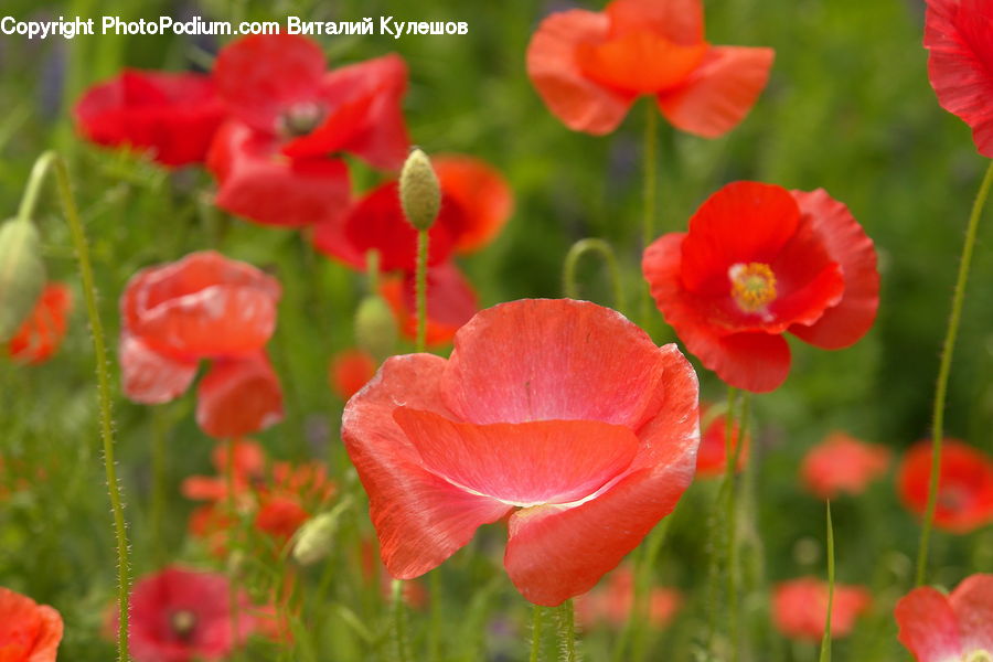 Blossom, Flora, Flower, Plant, Poppy, Tulip, Geranium