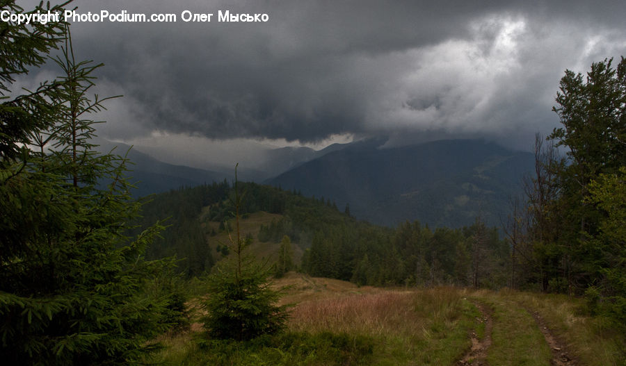 Conifer, Fir, Plant, Tree, Pine, Spruce, Larch