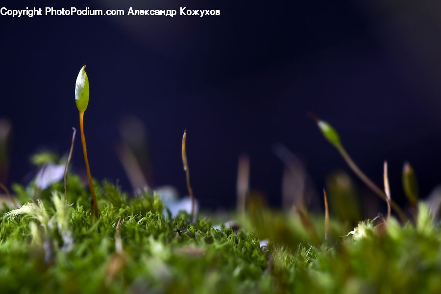 Moss, Plant, Field, Grass, Grassland, Bud, Sprout