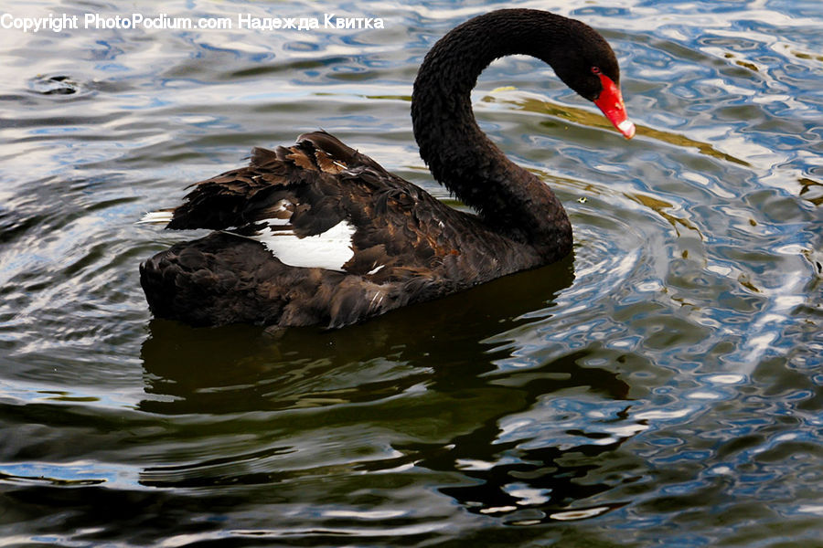 Bird, Black Swan, Swan, Waterfowl, Water, Beak
