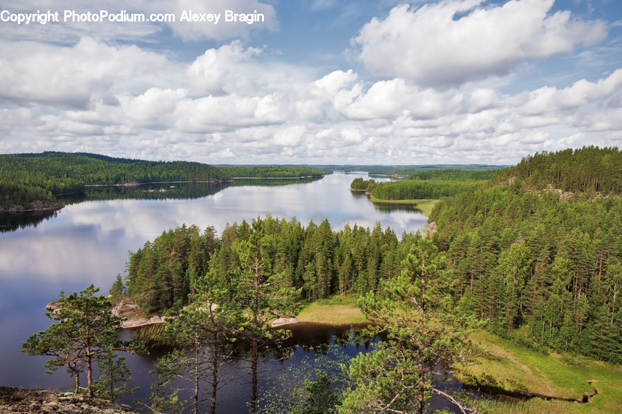 Conifer, Fir, Pine, Plant, Spruce, Tree, Outdoors