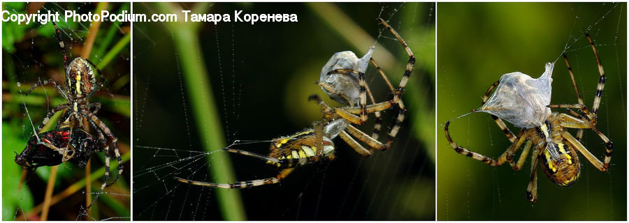 Arachnid, Garden Spider, Insect, Invertebrate, Spider, Argiope, Cricket Insect