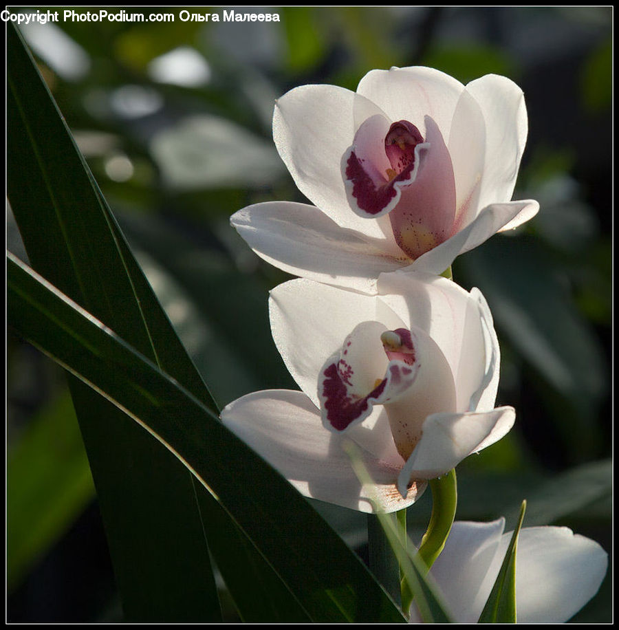 Blossom, Flora, Flower, Plant, Gladiolus, Orchid, Crocus