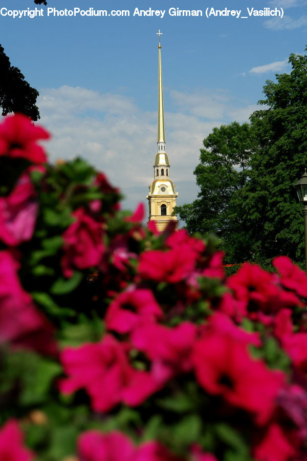 Plant, Potted Plant, Architecture, Bell Tower, Clock Tower, Tower, Blossom