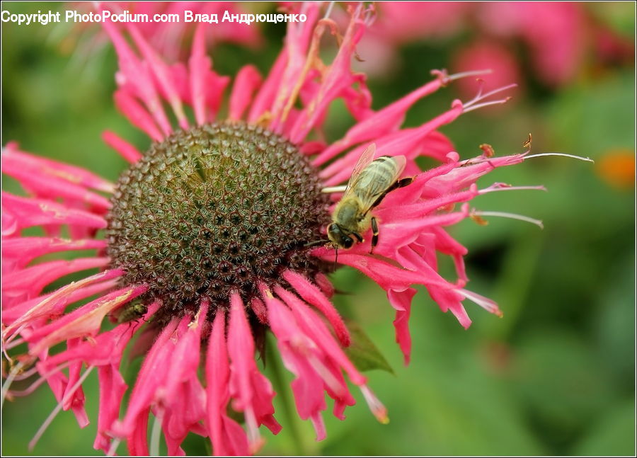 Bee, Insect, Invertebrate, Flora, Pollen, Bumblebee, Honey Bee