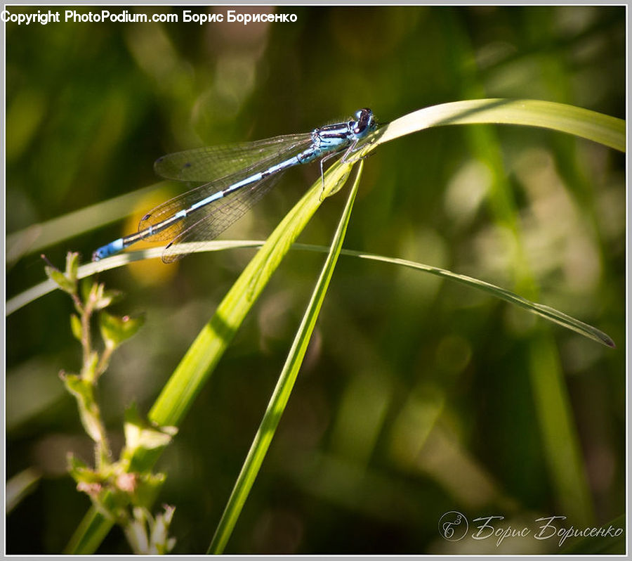 Anisoptera, Dragonfly, Insect, Invertebrate, Plant
