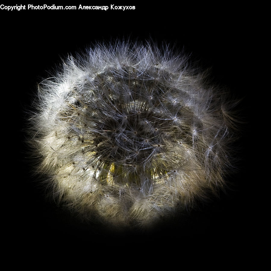 Dandelion, Flower, Plant, Weed, Blossom, Flora