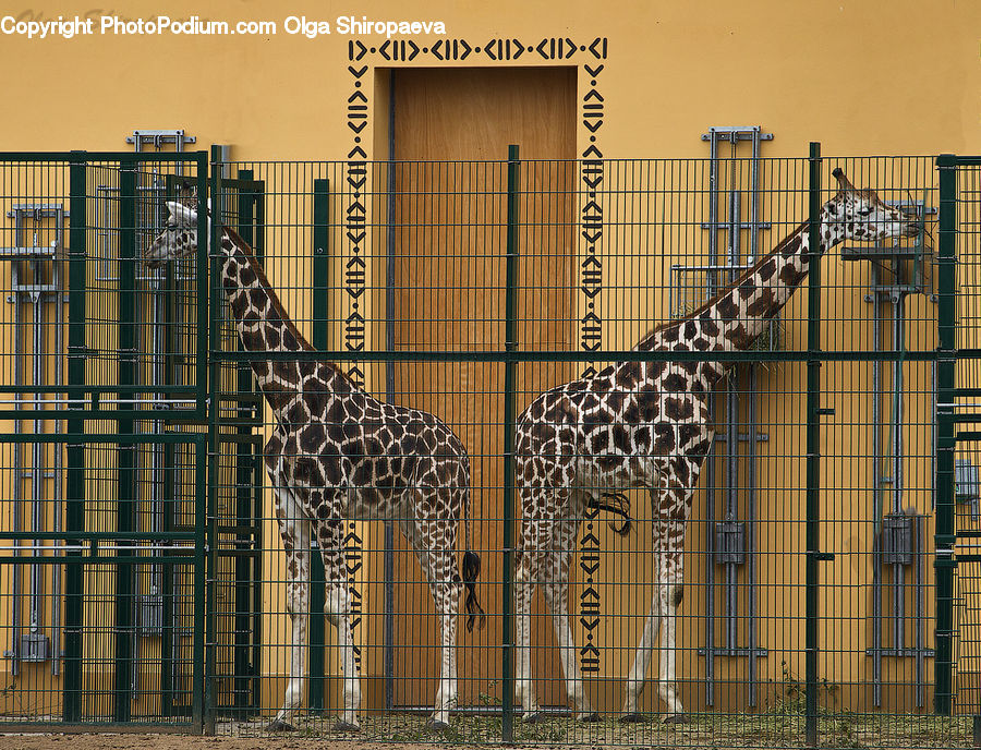 Animal, Giraffe, Mammal, Arch, Gate