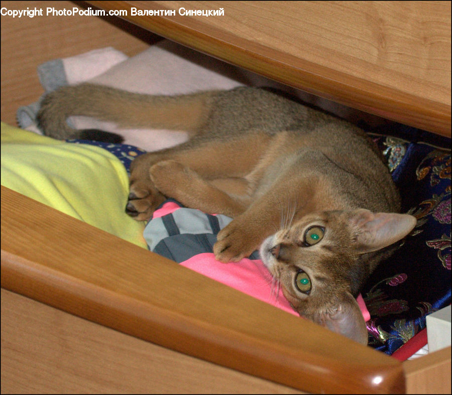 Abyssinian, Animal, Cat, Mammal, Pet, Furniture