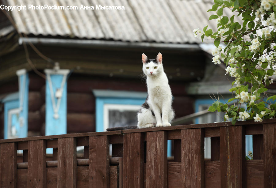 Plant, Potted Plant, Animal, Garden, Gardening, Wood, Adorable