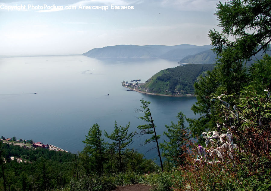 Conifer, Fir, Pine, Plant, Spruce, Tree, Promontory