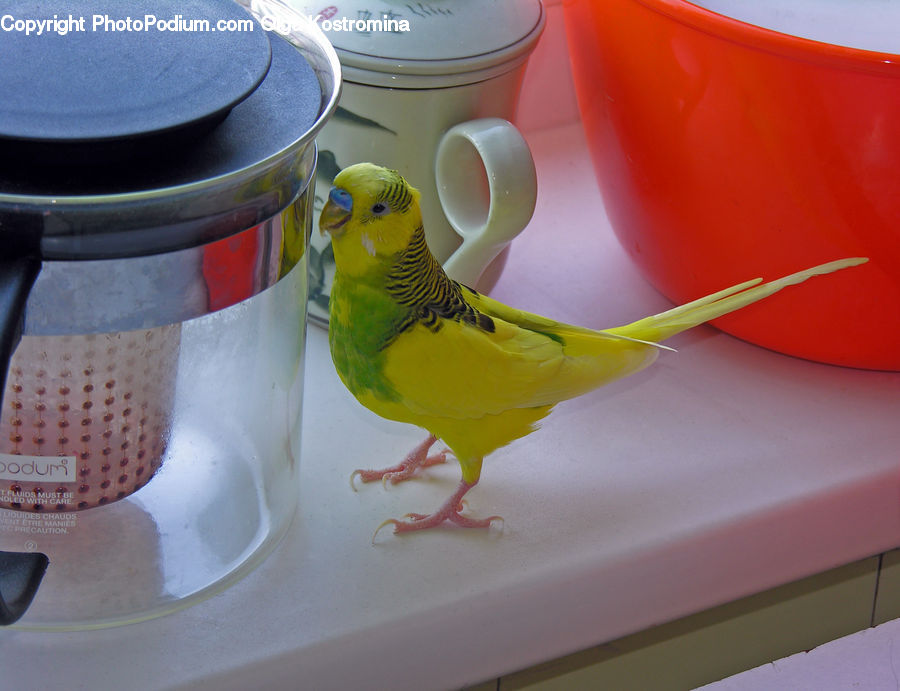 Bird, Parakeet, Parrot, Canary, Finch, Jug, Pitcher