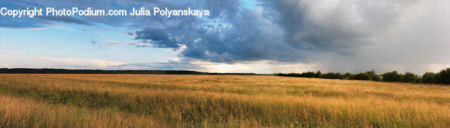 Field, Grass, Grassland, Land, Outdoors, Grain, Wheat